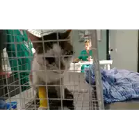 Foto dell\'animale gatto - Matr. 2019/2030 - Microchip 380260043869600
