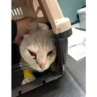 gatto - Matr. 2019/2031 - Microchip 380260043873286