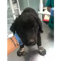 Foto dell\'animale cane - Matr. 2019/2034 - Microchip 380260043873363