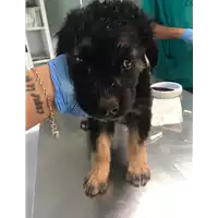 Foto dell\'animale cane - Matr. 2019/2036 - Microchip 380260043873369