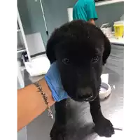 Foto dell\'animale cane - Matr. 2019/2038 - Microchip 380260043872937