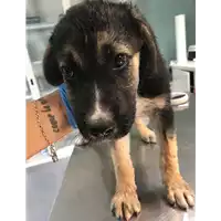Foto dell\'animale cane - Matr. 2019/2039 - Microchip 380260043872663