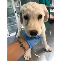 Foto dell\'animale cane - Matr. 2019/2040 - Microchip 380260043873418