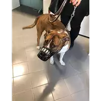 Foto dell\'animale cane - Matr. 2019/2043 - Microchip 380260140147728