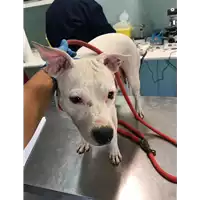 Foto dell\'animale cane - Matr. 2019/2042 - Microchip 380260043872862