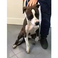 Foto dell\'animale cane - Matr. 2019/2041 - Microchip 380260043873265