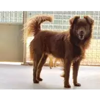 Foto dell\'animale cane - Matr. 2017/0276 - Microchip 380260002320516