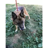 Foto dell\'animale cane - Matr. 2019/2045 - Microchip 380260000693539