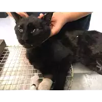 Foto dell\'animale gatto - Matr. 2019/2046 - Microchip 380260043873145