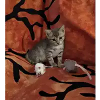Foto dell\'animale gatto - Matr. 2019/2048 - Microchip 380260043872514