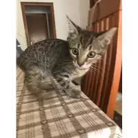Foto dell\'animale gatto - Matr. 2019/2049 - Microchip 380260043870414