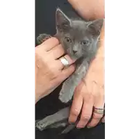 Foto dell\'animale gatto - Matr. 2019/2050 - Microchip 380260043717767