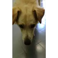 Foto dell\'animale cane - Matr. 2019/2051 - Microchip 380260004902656