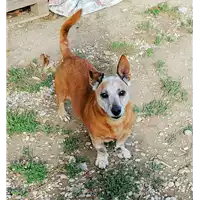 Foto dell\'animale cane - Matr. 2019/2052 - Microchip 380260043873031