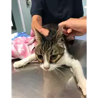 Foto dell\'animale gatto - Matr. 2019/2053 - Microchip 380260043870397