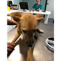 Foto dell\'animale cane - Matr. 2019/2055 - Microchip 380260043872501