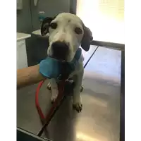 Foto dell\'animale cane - Matr. 2019/1152 - Microchip 380260043680910