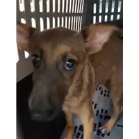 cane - Matr. 2019/2056 - Microchip 380260043869553