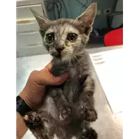 Foto dell\'animale gatto - Matr. 2019/2063 - Microchip 380260043869832