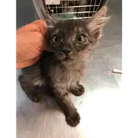 Foto dell\'animale gatto - Matr. 2019/2062 - Microchip 380260043873111