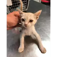 Foto dell\'animale gatto - Matr. 2019/2061 - Microchip 380260043872858
