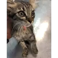Foto dell\'animale gatto - Matr. 2019/2064 - Microchip 380260043872984