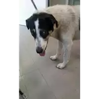 Foto dell\'animale cane - Matr. 2017/0277 - Microchip 380260000694374
