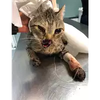 Foto dell\'animale gatto - Matr. 2019/2066 - Microchip 380260043870153