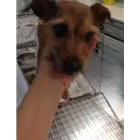 Foto dell\'animale cane - Matr. 2019/2067 - Microchip 380260043870252