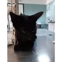 Foto dell\'animale gatto - Matr. 2019/2070 - Microchip 380260043869495