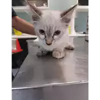 Foto dell\'animale gatto - Matr. 2019/2069 - Microchip 380260043717640