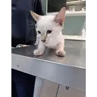 Foto dell\'animale gatto - Matr. 2019/2068 - Microchip 380260043873313