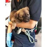 Foto dell\'animale cane - Matr. 2019/2071 - Microchip 380260043873325