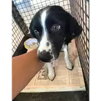 Foto dell\'animale cane - Matr. 2019/2072 - Microchip 380260101257837