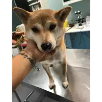 Foto dell\'animale cane - Matr. 2019/2076 - Microchip 900032002448563