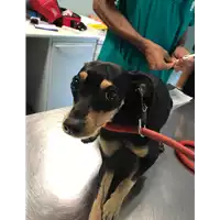 Foto dell\'animale cane - Matr. 2019/2077 - Microchip 380260043873205