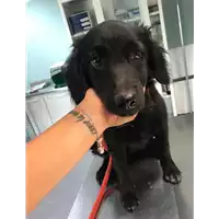 Foto dell\'animale cane - Matr. 2019/2079 - Microchip 380260043873070