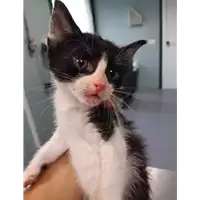 Foto dell\'animale gatto - Matr. 2019/2082 - Microchip 380260043870302