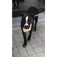 Foto dell\'animale cane - Matr. 2019/1976 - Microchip 380260043680779