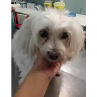 Foto dell\'animale cane - Matr. 2019/2083 - Microchip 380260043869946