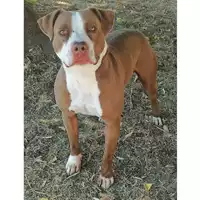 Foto dell\'animale cane - Matr. 2019/2084 - Microchip 380260043870057