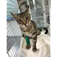 Foto dell\'animale gatto - Matr. 2019/2092 - Microchip 380260043873014