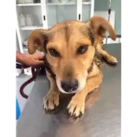 Foto dell\'animale cane - Matr. 2019/2093 - Microchip 380260043872648