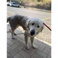 Foto dell\'animale cane - Matr. 2019/2101 - Microchip 380260000614928