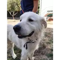 Foto dell\'animale cane - Matr. 2019/2102 - Microchip 380260000603692