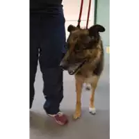 Foto dell\'animale cane - Matr. 2019/2103 - Microchip 380260000358880