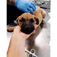 Foto dell\'animale cane - Matr. 2019/2105 - Microchip 380260043870204