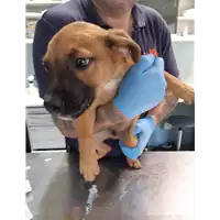 Foto dell\'animale cane - Matr. 2019/2106 - Microchip 380260043872803