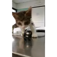 Foto dell\'animale gatto - Matr. 2019/2107 - Microchip 380260043873298