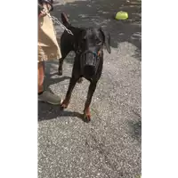 Foto dell\'animale cane - Matr. 2019/2108 - Microchip 380260004173220